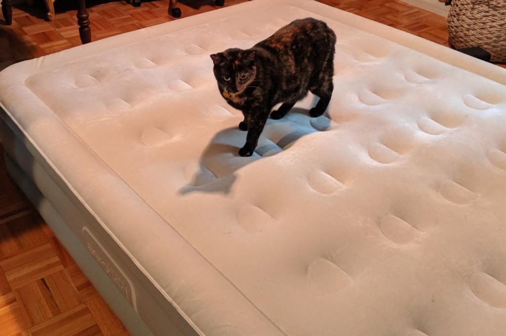 5 Best Cat-Proof Air Mattresses — Don't Worry About Your Furniture Anymore