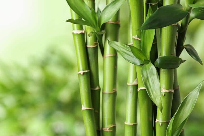 Bamboo vs. Tencel Sheets