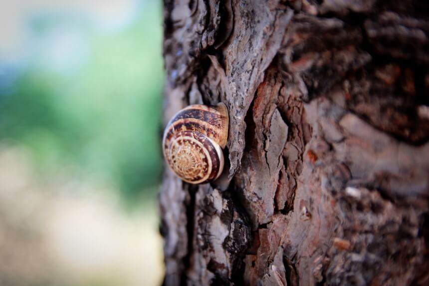 How Long Do Snails Sleep: Amazing Facts