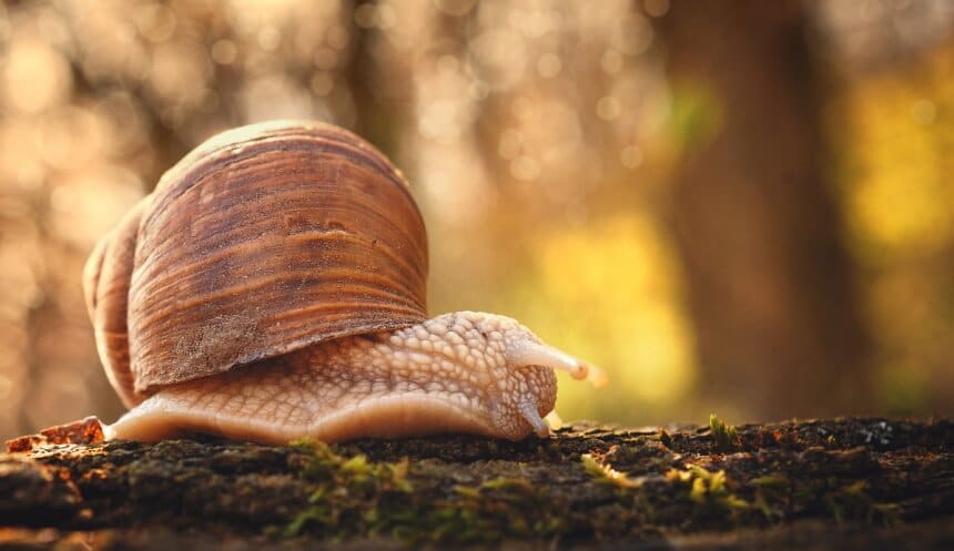 How Long Do Snails Sleep: Amazing Facts