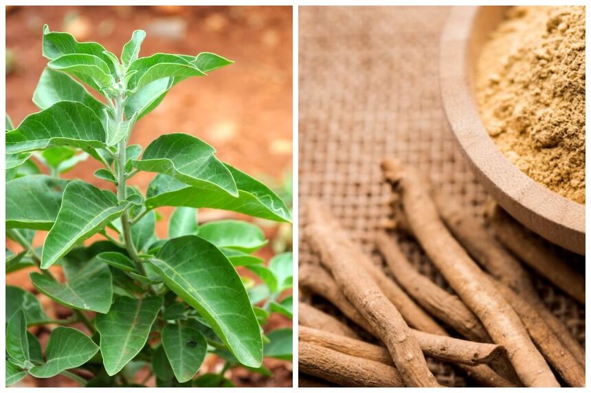 What Herbs Are Good for Sleep? Natural Way to Get a Better Night's Rest
