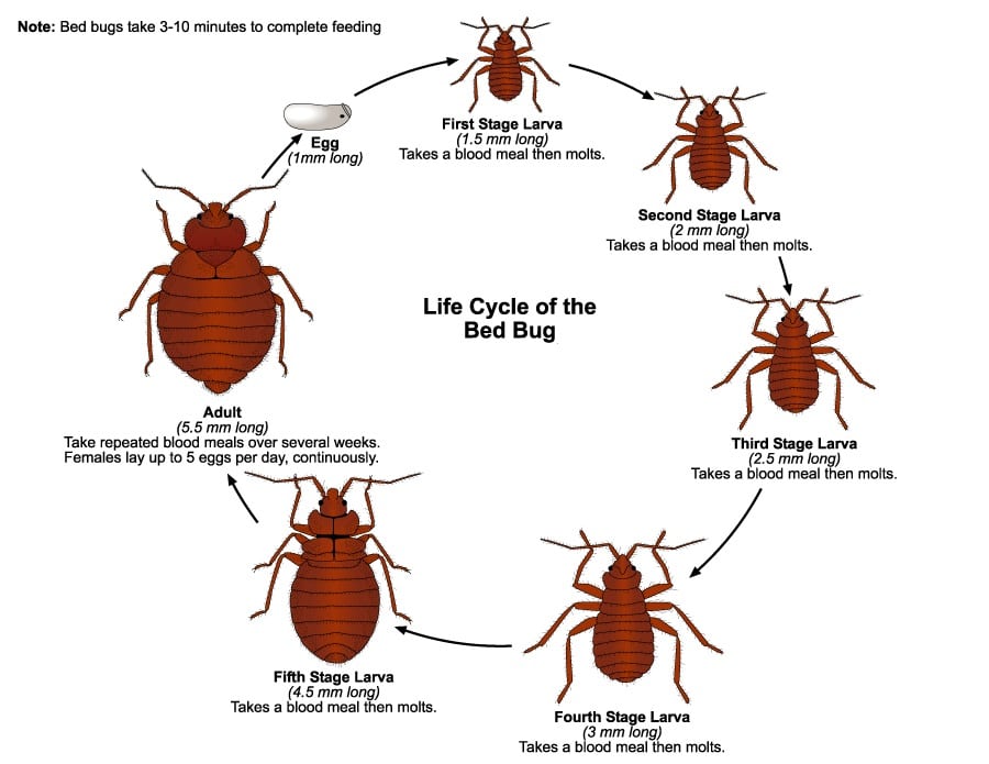 can bed bugs get in your air mattress