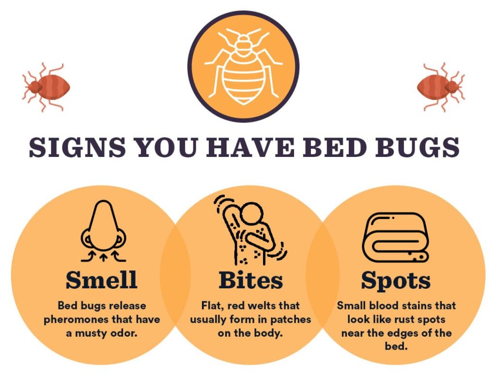 Can Bed Bugs Live on Air Mattress? The Answer Is Not That Obvious!