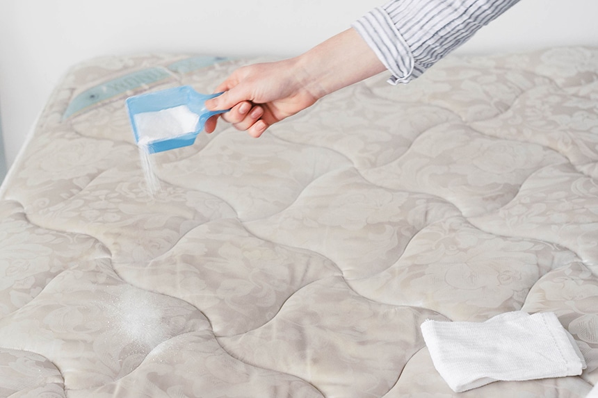 Home Remedies for Bed Bugs to Never See Them Again