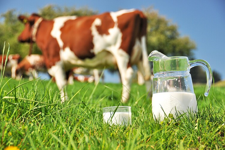 Research Shows Sleep-Enhancing Peptides in Cow’s Milk Could Help Develop New Sleep Remedies