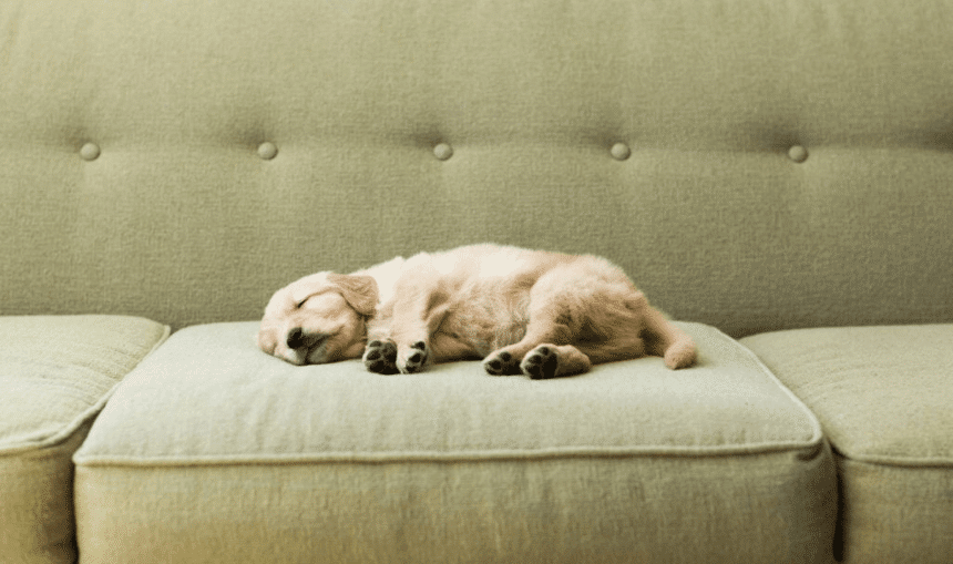 Dog Sleeping Positions: What Can They Tell About Your Pet?