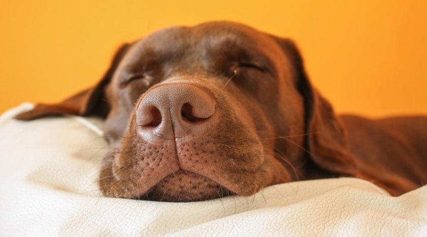 Dog Sleeping Positions: What Can They Tell About Your Pet?