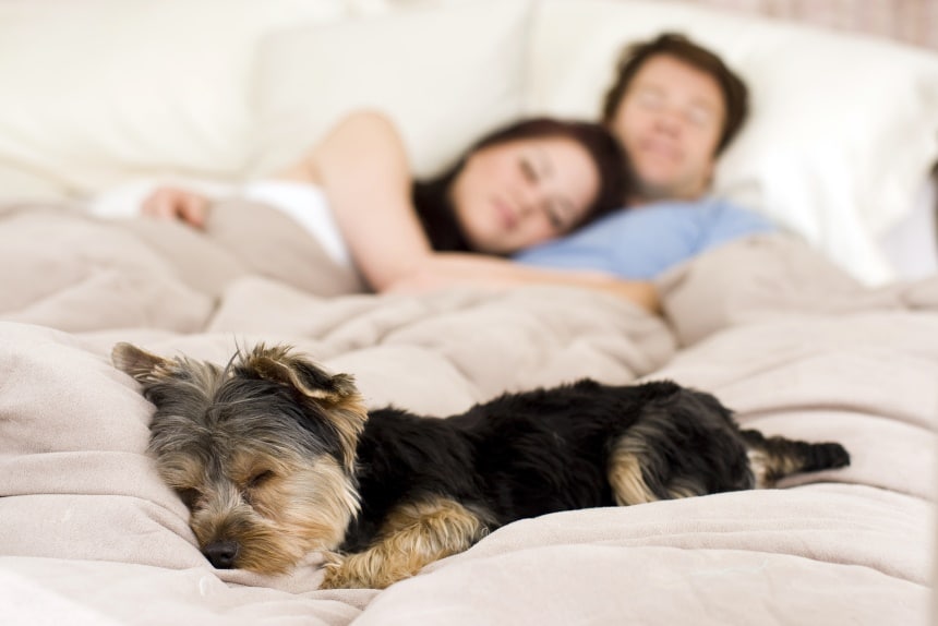 Dog Sleeping Positions: What Can They Tell About Your Pet?