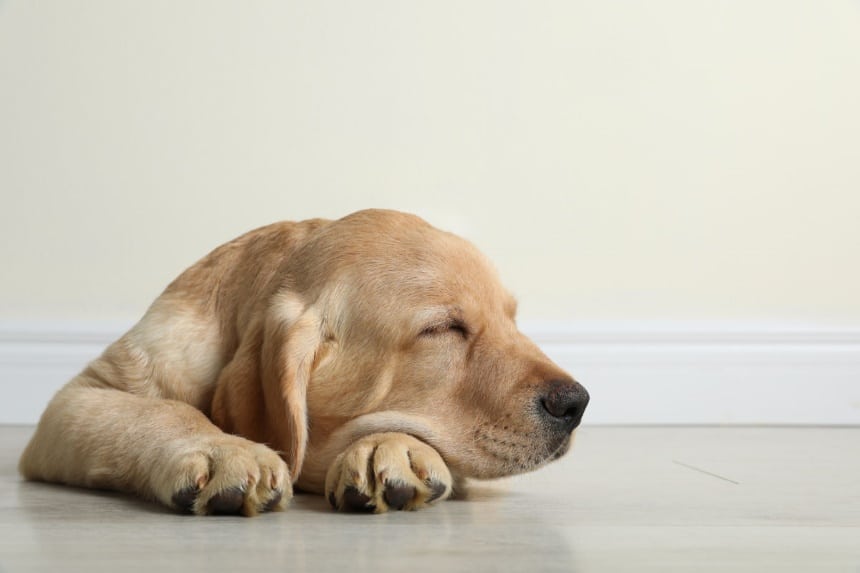 Dog Sleeping Positions: What Can They Tell About Your Pet?