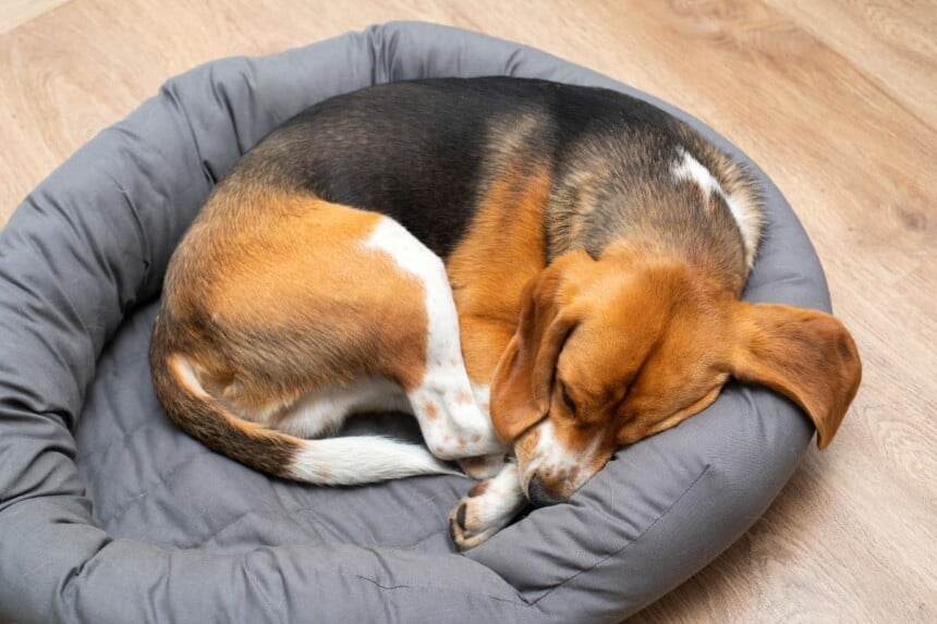 Dog Sleeping Positions: What Can They Tell About Your Pet?