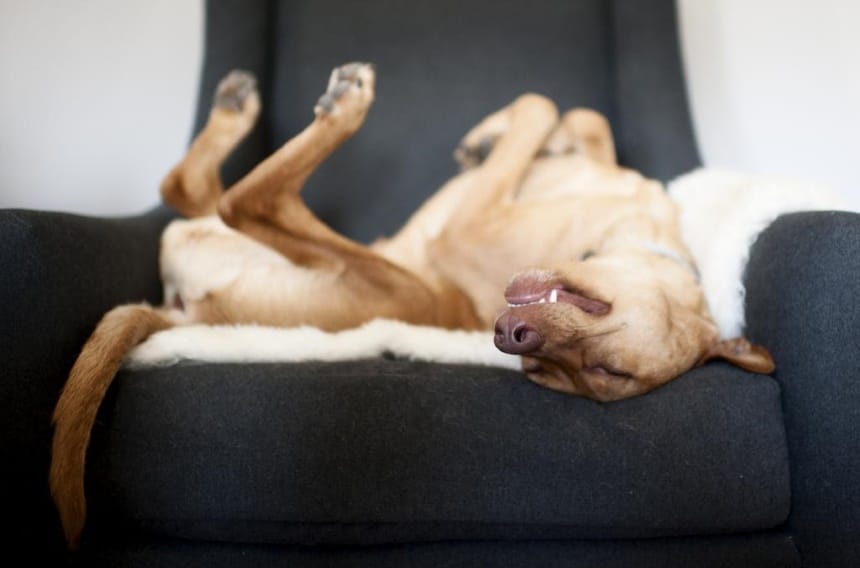 Dog Sleeping Positions: What Can They Tell About Your Pet?