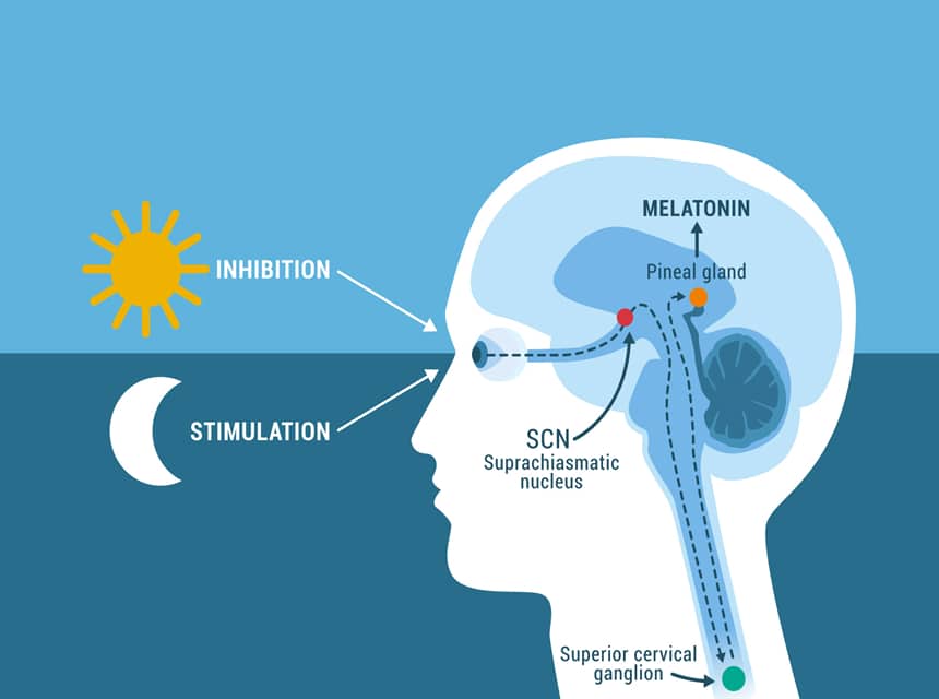 What Is Sleep? The Ultimate Sleep Guide