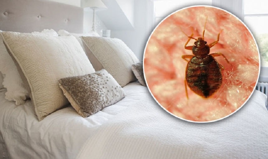 Do Bed Bugs Fly? Eliminating and Preventing Bed Bug Infestations