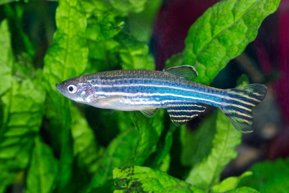 New Study Uncovers a Mechanism of Sleep in Zebrafish