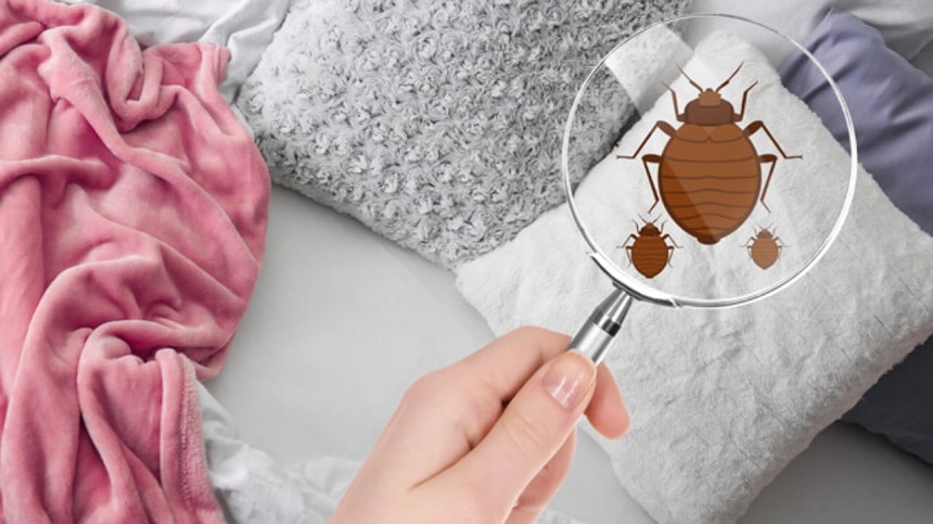 Do Bed Bugs Fly? Eliminating and Preventing Bed Bug Infestations