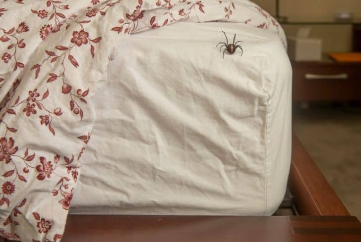 What Attracts Spiders to Your Bedroom and How to Keep Them Away While Sleeping?